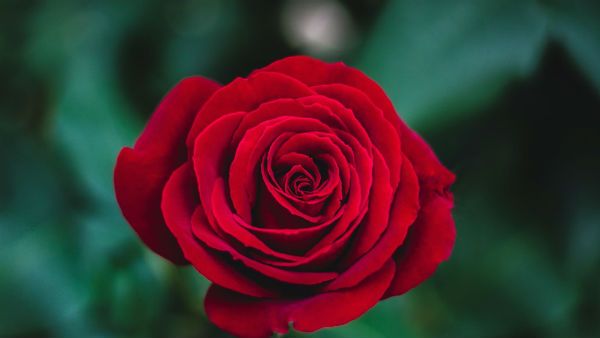 Rose Day 2023 : જાણો ગુલાબના કલર અને તેનો મતલબ