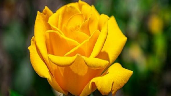 પીળો ગુલાબ (Yellow Rose) :