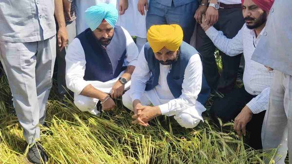 પંજાબમાં ખેડૂતોને રાહત, માન સરકારે પાક ખરાબ થવાના વળતરમાં 25 ટકાના વધારાની જાહેરાત