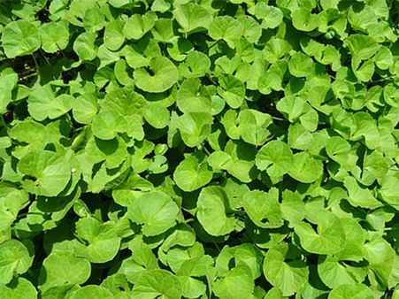 બ્રાહ્મી