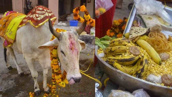 ગૌહત્યા બંધ થશે તો તમામ સમસ્યાઓ થશે પુરી ગૌહત્યા બંધ થશે તો તમામ સમસ્યાઓ થશે પુરી