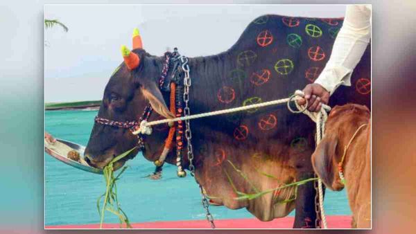 જ્યારે ગાયો લુપ્ત થશે ત્યારે બ્રહ્માંડનું અસ્તિત્વ પુરૂ થશે જ્યારે ગાયો લુપ્ત થશે ત્યારે બ્રહ્માંડનું અસ્તિત્વ પુરૂ થશે