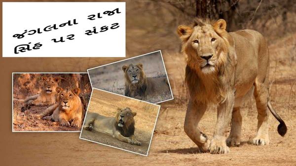 Gir National Park માં બે વર્ષમાં 240 સિંહના મોત, ગુજરાત સરકારે આપ્યું આ કારણ