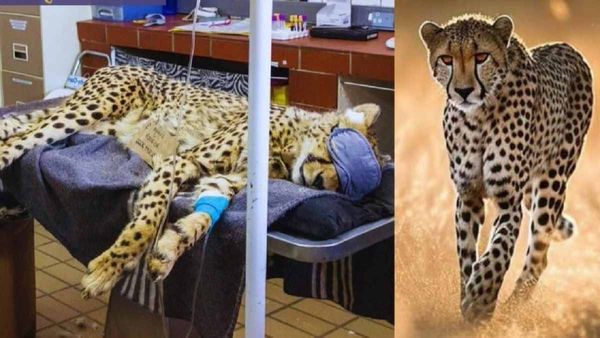 Kuno National Park: હાર્ટ અટૈકનાી લીધે ચીતા ઉદય ની થયુ મૌત, શૌર્ટ પીએણ રિપોર્ટમાં થયો ખુલાસો