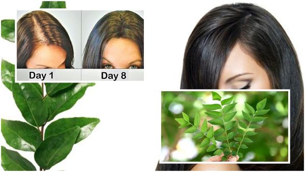 Hair Care Tips : વાળની સમસ્યા દૂર કરશે મીઠા લીમડાના પાન, આ રીતે કરો ઉપયોગ