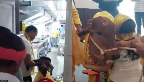 ગાયને ચીફ ગેસ્ટ બનાવીને શંખનાદ સાથે રેસ્ટોરન્ટનું ઓપનિંગ કરાવ્યુ, જુઓ વીડિયો