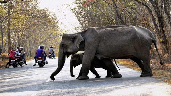 Feng Shui : હાથીને માનવામાં આવે છે શુભ, મનોકામના અનુસાર કરો ઉપાય