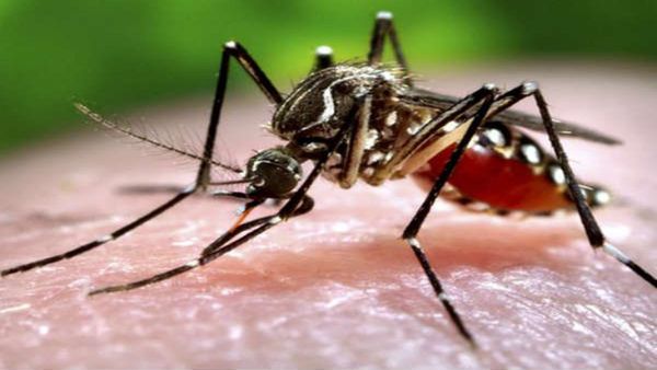 Mosquitoes Problem : મચ્છરો રહેશે તમારાથી દુર, બસ અપવાવો આ ઉપાય