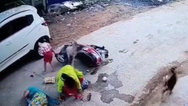 Video : કુતરાઓને કારણે વધુ એક અકસ્માત, કાર સાથે અથડાઈ સ્કુટી