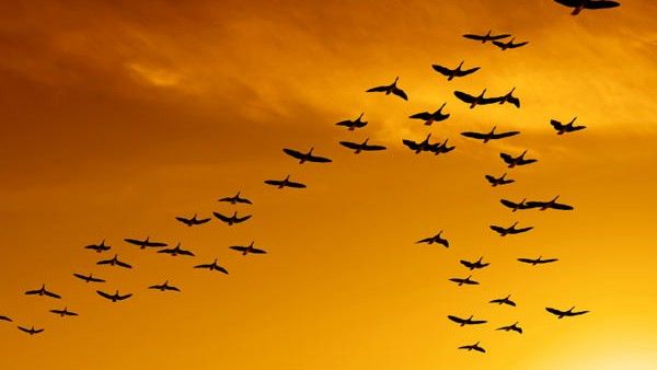 પક્ષીઓ V આકારમાં જ કેમ ઉડે છે? એકદમ ચૌકાવનારૂ છે કારણ?