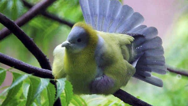 ડાળ પર સુતેલા પક્ષીઓ નીચે કેમ નથી પડતા? આ છે કારણ