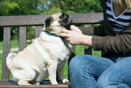 શું તમારે પણ કૂતરાને કરાવવું મોડેલિંગ? જાણો સમગ્ર વિગતો