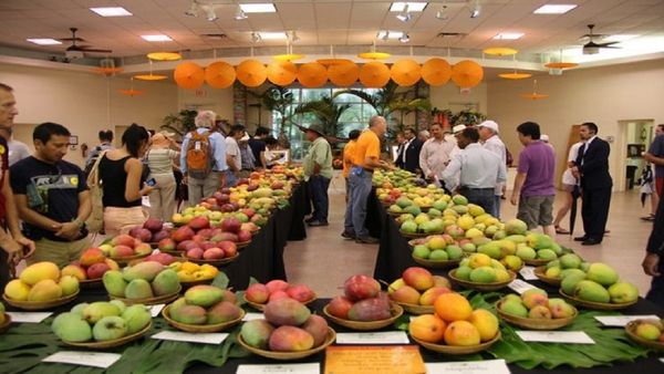 અમદાવાદીઓએ ઉનાળામાં મન મૂકીને રસાયણમુક્ત કેસર કેરીનો આનંદ માણ્યો: એક મહિનો ચાલેલા કેરી મહોત્સવમાં ૨.૯૪ લાખ કિ