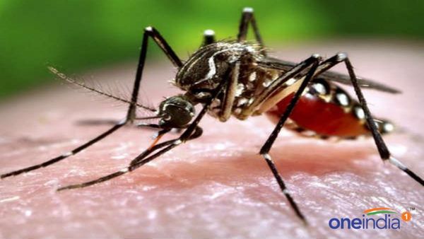 Mosquitoes Prevention Tips : મચ્છરના ત્રાસથી મળશે છુટકારો, એક જ અહેવાલમાં છે ઘણા બધા ઉપાયો