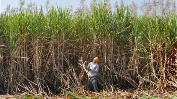 શેરડીના ખેડૂતોને મોદી સરકારની ભેટ, MSPની કરી જાહેરાત