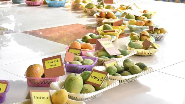 ગુજરાતમાં વર્ષ-૨૦૨૩-૨૪ની સિઝનમાં અંદાજે રૂ.૨૬૮ કરોડની કેરીનું વેચાણ :૬.૧૩ લાખ મેટ્રિક ટન કેરીનું કરાયું વેચાણ