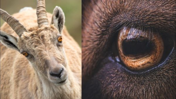 આંખ બની મોતનું કારણ, મરેલા બકરાયે કેવી રીતે લીધો માણસનો જીવ?