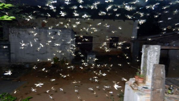 Lifestyle News : વરસાદના જંતુ રહેશે, 10 ટિપ્સથી મળશે છુટકારો