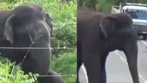 હાથીએ આગળ વધતા પહેલા ચેક કર્યો કંરટ, બુદ્ધિમાની જોઇને બિઝનેસમેન પણ થઇ ગયા ફેન