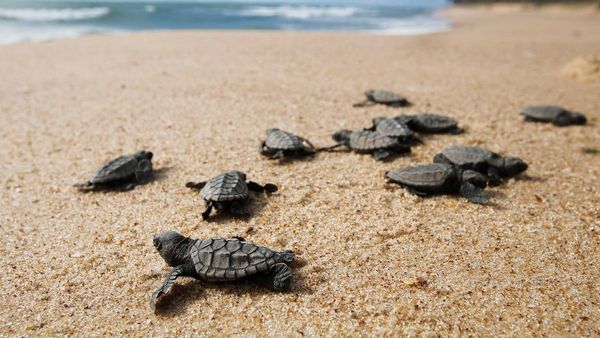 માદા કાબચાના વધી રહેલા જન્મથી વૈજ્ઞાનિકો પરેશાન, જાણો શું છે કારણ?