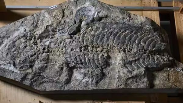 ડાયનાસોર પહેલા પૃથ્વી પર રાજ કરતા હતા આ ભીમકાય પ્રાણીઓ, જાણો કેવી રીતે નાશ પામ્યા?