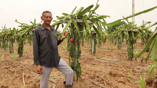 ડ્રેગન ફ્રુટની ખેતીથી લાખો કમાય છે આ ખેડૂત, જાણો મનસુખભાઇ શોભાસણાની સફળતાની કહાની