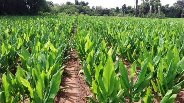 Farming: આની ખેતી ખેડૂતો માટે બની શકે છે વરદાન, લાખોની કરી શકો છો કમાણી
