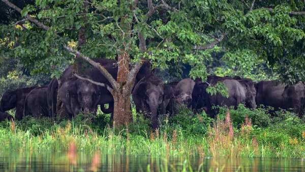 World Elephant Day 2023: વિશ્વ હાથી દિવસનુ મહત્વ, ઉદ્દેશ, ઈતિહાસ અને રસપ્રદ વાતો