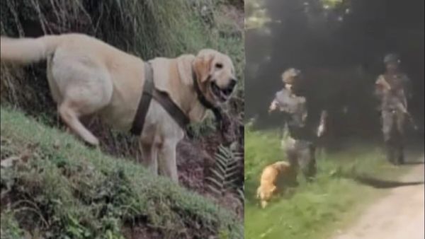 Rajouri Encounter: આતંકીઓ સાથેની મુઠભેડમાં સેનાનો ડોગ શહીદ, બચાવ્યો જવાનનો જીવ