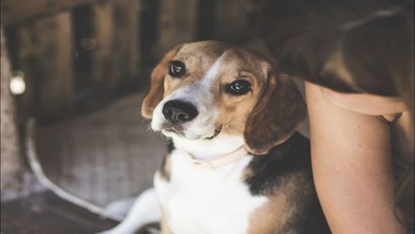 Dog in Astrology: રાહુ-કેતુ સાથે જોડાયેલો છે કૂતરો, અહીં જાણો તેને પાળવા શુભ છે કે અશુભ?