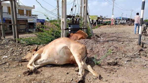 હંજરાપર ગામને પાટીયે કરન્ટ લાગવાથી 2 ગાયના મૃત્યુ, PGVCL ઊંઘતું ઝડપાયું