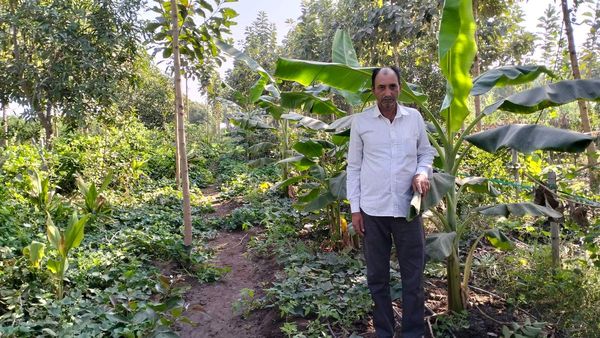 ખેડ-ખાતર વગરની ખેતી અને લાખોની કમાણી, જાણો જંગલ મોડલ આધારીત ઝીરો બજેટ ખેતી કરતા ખેડૂતની સફળતાની કહાની