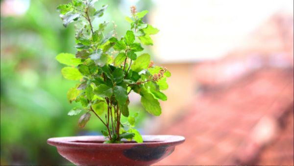 Pitru Paksha 2023: શ્રાદ્ધ પક્ષમાં આ 5 છોડ વાવવાથી પિતૃઓ રહેશે પ્રસન્ન, બિમારીઓ પણ થશે દૂર