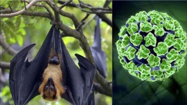 Nipah Virus: કેરળમાં નિપાહ વાયરસનો કહેર, 2ના મોત, જાણો આ ખતરનાક બિમારીના લક્ષણ અને બચાવ