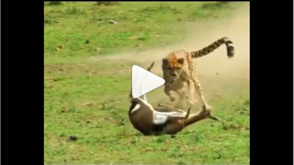 Cheetah Hunting Video: ચિત્તા કરી રહ્યા હતા હરણનો શિકાર, પછી થયું એવું કે...