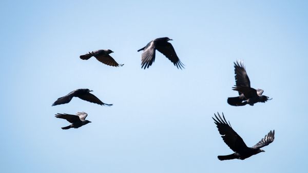 પુરા શહેરો પર છે કાગડાનો કબ્જો, પસાર થનારા લોકો પર કરી રહ્યાં છે હુમલો, જાણો ક્યાં આવેલી છે આ કૌઆ નગરી