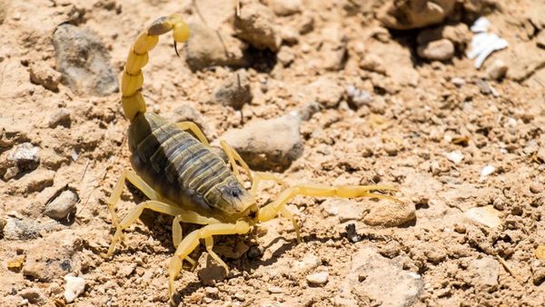 આ છે દુનિયાના સૌથી ખતરનાક જીવ, એક તો ભારતમાં પણ જોવા મળે છે