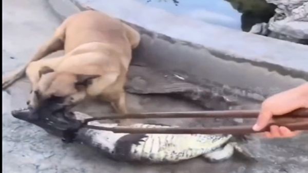 Crocodile Dog fight Viral video: શેરીમાં આવી ગયો મગર, કુતરાએ કર્યા આવા હાલ, જુઓ વીડિયો
