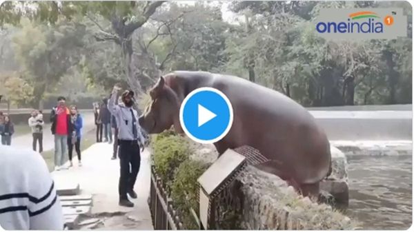 Hippo Viral News: તળાવ બહાર આવી ગયો હિપો, તો સિક્યોરિટી ગાર્ડે મારી થપ્પડ