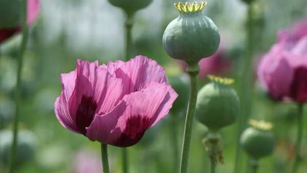 ભારતમાં અહીં ઉગે છે સૌથી વધુ અફીણ, જાણો કેટલા રૂપિયામાં વેચાય છે?