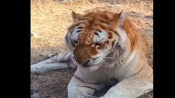 Tiger Viral Video : વાઘનો છીંક ખાતો વીડિયો થયો વાયરલ, લોકોએ આપી આવી પ્રતિક્રિયા