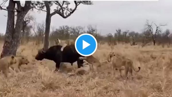 Wildlife Viral Video: ભેંસોની મિત્રતા આગણ સિંહણનું ટોળું ફેલ, જુઓ દિલધડક વીડિયો