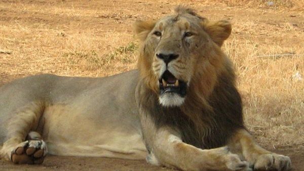 Junagadh: ગીર ઈકો-સેન્સિટિવ ઝોન પહોળાઈ વધારવાનો પ્રસ્તાવ