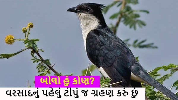 GK QUIZ in Gujarati: કયું પક્ષી વર્ષમાં એકવાર જ પાણી પીવે છે?
