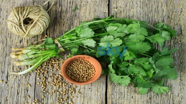 Health Tips: કોથમીર છે ઔષધીય ગુણોનો ભંડાર, ફાયદા જાણી રોજ પીશો