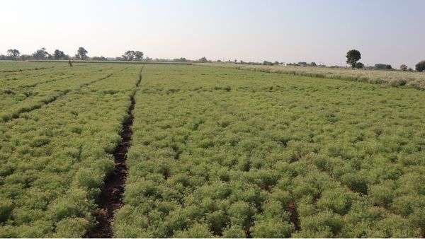 Exclusive : જીરાના વાવેતરમાં મોડુ કરાવી રહેલો તડકો, ખેડૂતો ઠંડીની રાહમાં