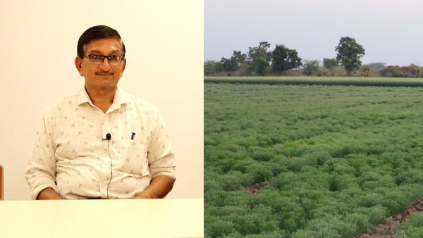 Exclusive : ખેડૂતોએ જીરાના વાવેતરમાં ખોટી ઉતાવળ ટાળવી, જાણો શું કહી રહ્યા છે કૃષિ નિષ્ણાત?