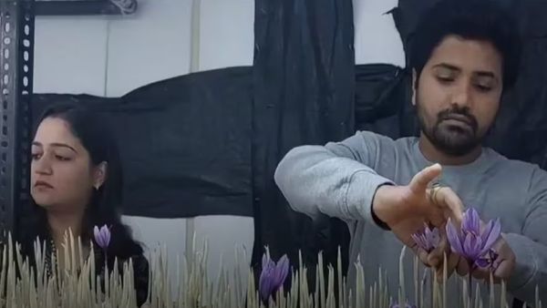 વડોદરાના કપલની કમાલ, માત્ર કાશ્મીરમાં ઉગતા કેસરને વડોદરામાં ઉગાડી લાખોની કમાણી કરી