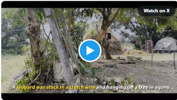 Leopard rescue video: તારમાં ફસાઇ ગયો દીપડો, જુઓ Leopard રેસ્ક્યૂનો વીડિયો