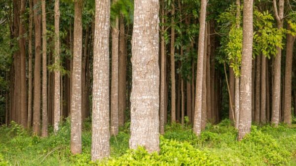Mahogany Farming : વગર ખર્ચે લાખોનું ઉત્પાદન આપતી મોહાગનીની ખેતી, જાણો કેવી રીતે થાય છે ખેતી?